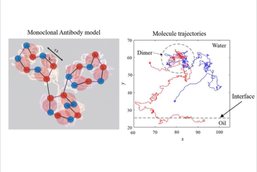 Monoclonal antibody aggregation near silicone oil–water interfaces thumbnail